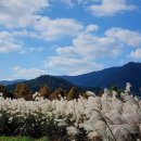 ♡'24.양산국화축제 및 물억새꽃 이미지