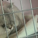 친친동물병원 이미지