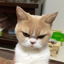 강아지랑 고양이 이미지