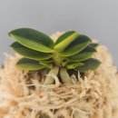 천재호 카카오 검색결과