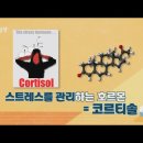 와이필라앤피티 이미지