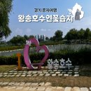 의왕 혼자 가볼만한곳 왕송호수 왕송연꽃습지 후기