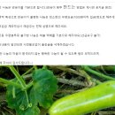 Re: 식용박 이미지