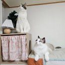 하우스독 | 고양이 숨숨집 하우스, 캣타워로 활용 가능한 그레이독