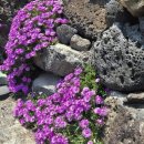 남생이못 이미지