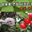 산야초-앵도(앵두)나무 이미지