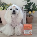 민들레병원 노동조합 | 강아지 기관지 영양제, 기관지협착증 케어 완제품 임상완료 후기