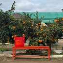 예원농장 | 제주도겨울여행 예원이네 귤농장 귤따기 체험 솔직 후기