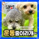 쉐이크테일 강아지 애견 유치원 호텔 미용 이미지