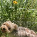 치즈 애견유치원&애견호텔 이미지