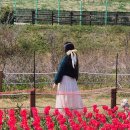 삼학도 이난영공원 입구 | 목포 삼학도 공원 꽃구경 튤립 개화시기 꽃말 개화상황