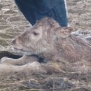 청와대목장 이미지