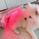 대신동물병원 이미지