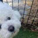 도그-in 하우스 이미지