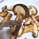 송화 농장 | 국내산 무농약 송화버섯 공동구매 | 팜 투 테이블 직거래로 신선하게