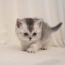 강남 고양이 분양 냥블리 이미지