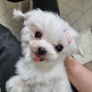 나라라펫 이미지