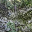 동굴왕족 이미지