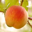 진희농장 이미지