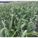 대공농장 이미지