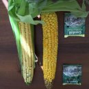 영창농장 이미지