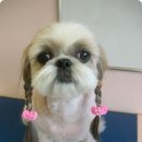 예쁜강쥐 이미지