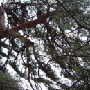 강촌검문소 이미지