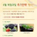 ●6월의 건강과일(왕오디,블루베리,복분자,비파]열매.아로니아 특가판매!! 이미지