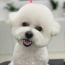 로에펫 이미지