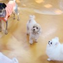 엔조이펫 이미지