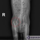 참동물의료센터 이미지