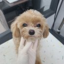 러블리 멍멍이 이미지