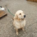 젤코바480 이미지