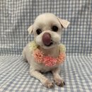 팡앤뭉치 이미지