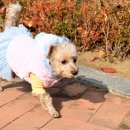 푸들사랑 이미지