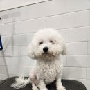 리츠펫(송도점) 이미지