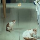 우리집코코 이미지