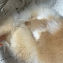 강쥐애견샵 | 동두천 애견미용 멍멍이네에서 곰돌이컷 했어요 🤍🤎 (첫방,재방문후기)