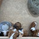 강희3농장 | 10월3일(경기 용인 Ⅰ)