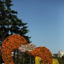 유엔평화공원 국화축제 이미지