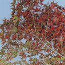 선부광장 이미지