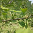 은행나무 농장 이미지