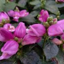 거북농장 이미지