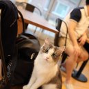 하늘을 걷는 고양이 카페 이미지