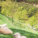 예닮목장 이미지