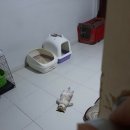 발라당 이미지