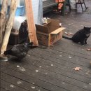 꽃보다닭 이미지