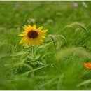 초지공원(상) 이미지