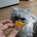 랑이옷장 이미지