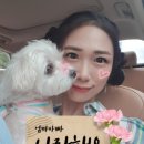 가조도풀하우스 | 2020년 5월 애견동반 여행 가조도 풀하우스 펜션 생생후기~!! 꼭 봐주세요~!